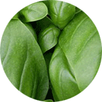 Basil Oil