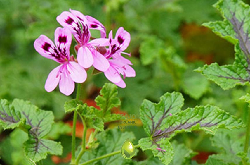 Geranium Oil