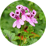 Geranium Oil