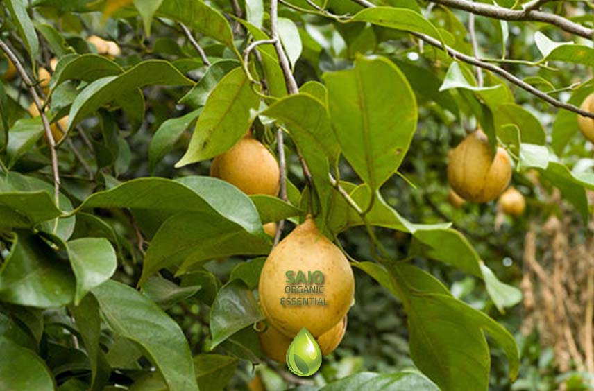 Nutmeg Oil