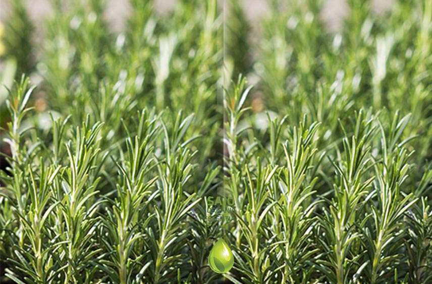 Rosemary Oil