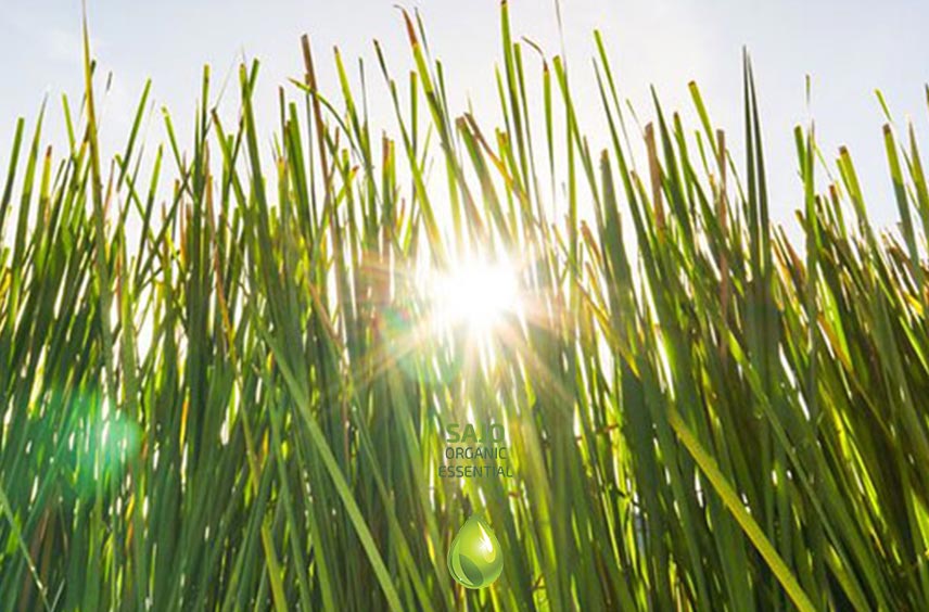 Vetiver Oil